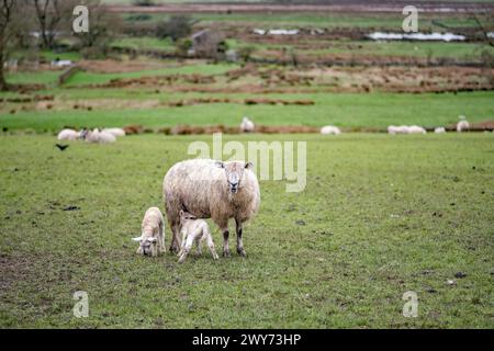 Temps d'agneau avec les nouveaux agneaux jumeaux nouveau-nés de la saison 2024 ...... avec la brebis. Emplacement long Preston, Yorkshire du Nord Banque D'Images