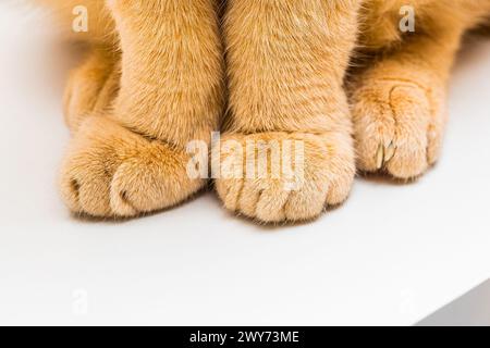 le chat au gingembre est assis sur le bord de la table. les pattes de chat se rapprochent. isoler sur blanc Banque D'Images