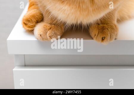 le chat au gingembre est assis sur le bord de la table. les pattes de chat se rapprochent Banque D'Images