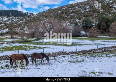 Chevaux qui paissent dans le paysage enneigé de la Sierra de Gredos. Hoyos del Espino, Avila, Castille-et-Léon, Espagne Banque D'Images
