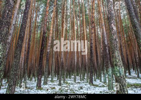 Intérieur d'une forêt de pins enneigés dans la Sierra de Gredos. Hoyos del Espino, Avila, Espagne Banque D'Images