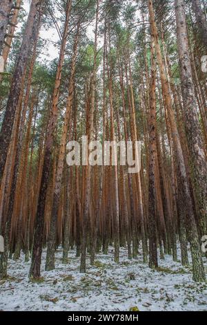 Intérieur d'une forêt de pins enneigés dans la Sierra de Gredos. Hoyos del Espino, Avila, Espagne Banque D'Images