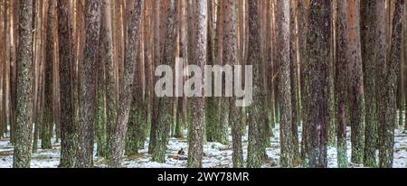 Intérieur d'une forêt de pins enneigés dans la Sierra de Gredos. Hoyos del Espino, Avila, Espagne Banque D'Images