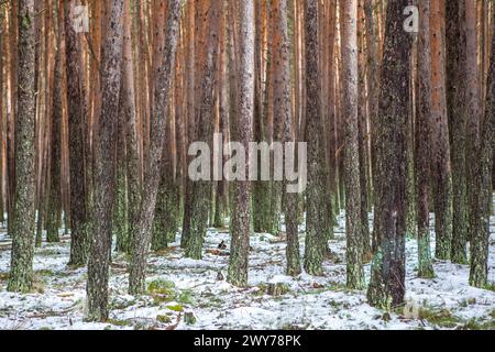 Intérieur d'une forêt de pins enneigés dans la Sierra de Gredos. Hoyos del Espino, Avila, Espagne Banque D'Images