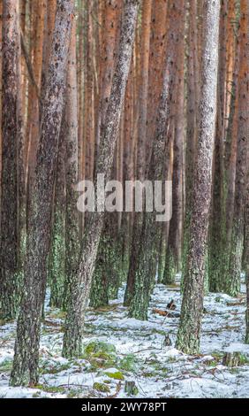 Intérieur d'une forêt de pins enneigés dans la Sierra de Gredos. Hoyos del Espino, Avila, Espagne Banque D'Images