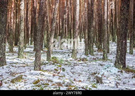 Intérieur d'une forêt de pins enneigés dans la Sierra de Gredos. Hoyos del Espino, Avila, Espagne Banque D'Images