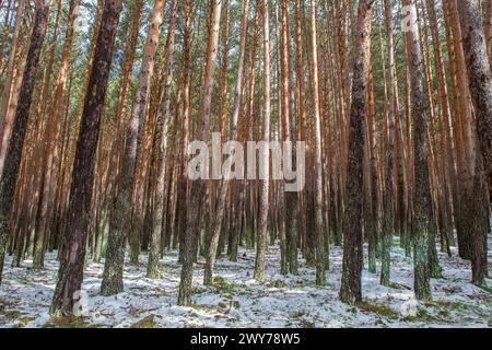 Intérieur d'une forêt de pins enneigés dans la Sierra de Gredos. Hoyos del Espino, Avila, Espagne Banque D'Images