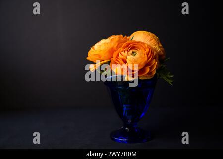 Un bouquet de fleurs de Buttercup persane orange, également appelé Ranunculus, dans un vase en verre bleu royal sur un fond noir nature morte. Banque D'Images