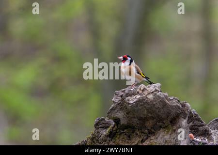 Goldfinch, Carduelis carduellis, perché sur une bûche Banque D'Images