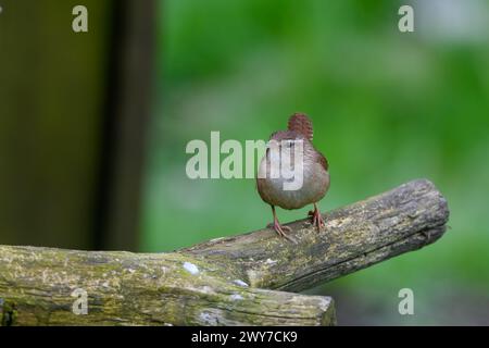 Wren, troglodytes troglodytes, perché sur une bûche Banque D'Images