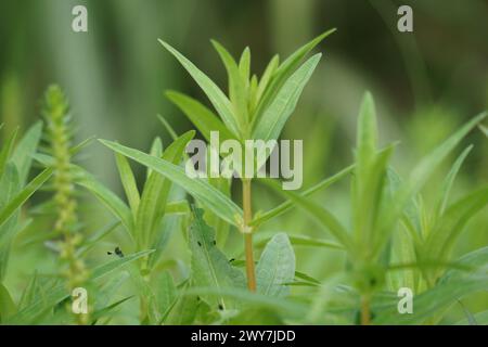 Rotala ramosior (également connu rotala de plaine). Cette plante est parfois cultivée dans des aquariums. Banque D'Images