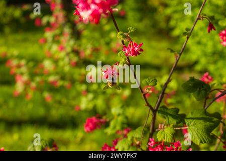 Red Currant fleurit avec des abeilles pollinisant au printemps. Fleur de Currant Ribes rose fleurie au printemps. Banque D'Images