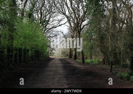 Un large sentier sombre et ombragé avec des arbres de chaque côté. Vue printanière précoce de la forêt à Gosport, Hampshire, sud de l'Angleterre. Banque D'Images