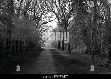 Noir et blanc : sentier sombre et ombragé flanqué d'arbres. Vue printanière précoce de la forêt à Gosport, Hampshire, sud de l'Angleterre. Banque D'Images