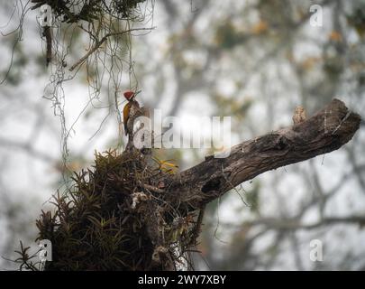 Un grand oiseau flammé perché sur une branche d'arbre avec un nid Banque D'Images