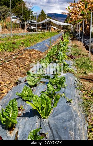 San Pablo Huitzo, Oaxaca, Mexique - les agriculteurs font partie d'une coopérative qui utilise des principes agroécologiques. Ils évitent les pesticides et autres produits chimiques, a Banque D'Images