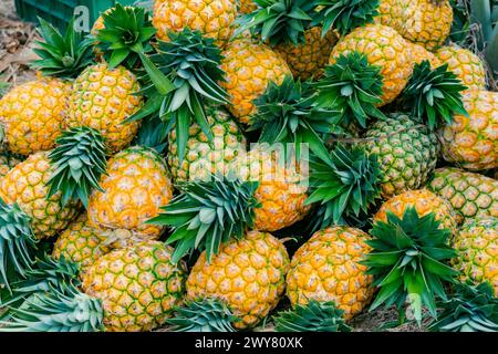 Gros plan de la variété d'ananas mûr fraîchement récoltée miel or (ananas comosus) Banque D'Images