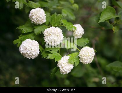 Fleurs de boule de neige blanches en fleurs. Fleurs blanches florissantes dans le jardin du chalet au fond flou. Concept de jardinage. Mise au point sélective. Banque D'Images