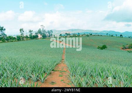 Paysage par une journée ensoleillée où vous pouvez voir une grande plantation d'ananas en Colombie, variété de miel d'or (ananas comosus) Banque D'Images