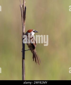 Le babbler coiffé de châtaigniers est un oiseau passereau de la famille des Timaliidae.cette photo a été prise du Bangladesh. Banque D'Images