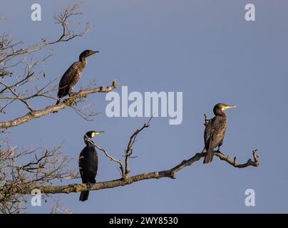 Falkenhagen, Allemagne. 04th Apr, 2024. Trois cormorans (Phalacrocorax carbo) debout sur les branches d'un arbre. Crédit : Patrick Pleul/dpa/Alamy Live News Banque D'Images