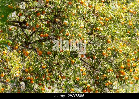 Une vue rapprochée d'un arbre au Mexique couvert de nombreuses oranges mûres suspendues à ses branches, prêtes à être récoltées. Banque D'Images