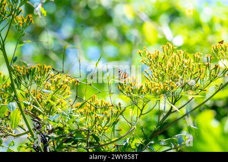 A long-Winged Crescent, Eresia phillyra, ssp. Phillyra, papillon, perché sur des fleurs jaunes bourgeonnantes au Mexique. Un paysage mexicain sauvage du Chiapas. Banque D'Images