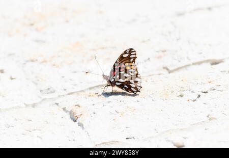 Un Silverspot mexicain, dione moneta, papillon repose sur le sol, absorbant la lumière chaude du soleil au Mexique. Les ailes délicates des papillons sont étalées, sh Banque D'Images