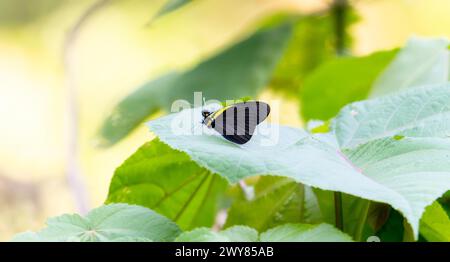 A Darkened White, Pereute charops, ssp. Nigricans, papillon, de couleur noire et jaune, perché délicatement sur une feuille verte vibrante au Mexique. Banque D'Images