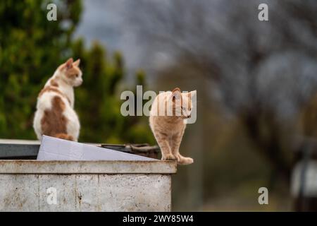 Chats attendant sur la poubelle Banque D'Images