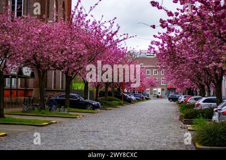 Gand, Belgique- 03 avril 2024 : printemps à Gand! Les fleurs les plus célèbres de Gand recommencent à fleurir. bijloke gent. Rue avec fleurs de cerisier sur bo Banque D'Images