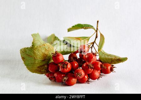 Cette herbe renforce et aide à stabiliser un rythme cardiaque faible ou irrégulier. Dilate les vaisseaux sanguins, aide à abaisser la pression artérielle et normalise le flux sanguin Banque D'Images