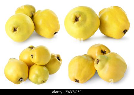 Fruits de coing frais mûrs isolés sur blanc, sertis Banque D'Images