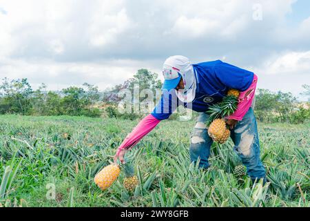 Villanueva, Santander, Colombie, 04 avril 2024, les hommes collectent et classent l'ananas, actuellement le prix de l'ananas a considérablement grimpé Banque D'Images