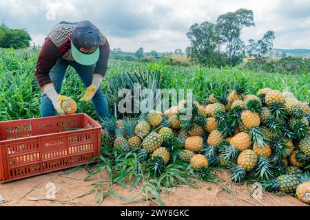 Villanueva, Santander, Colombie, 04 avril 2024, l'homme collecte et classe l'ananas, actuellement le prix de l'ananas a considérablement grimpé Banque D'Images