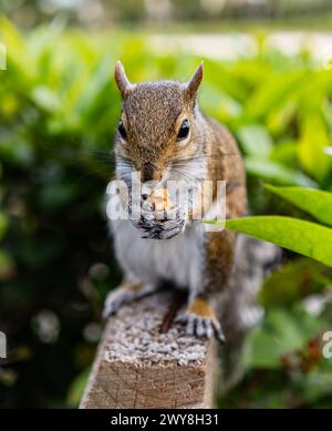 Écureuil à Aventura, Miami, Floride mangeant la noix. Le meilleur des parcs et des aires de loisirs de Miami Banque D'Images