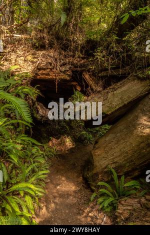 Fallen Redood Tree Trunk crée Un tunnel à travers la forêt le jour ensoleillé Banque D'Images