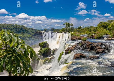 Cascade d'Iguazu en Argentine nad Brésil. Iguassu tombe en climat tropical dans la jungle verte. Ruisseau en cascade sur la rivière Iguazu, cataratas Iguasu Banque D'Images