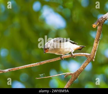Femelle Mistletoebird (Dicaeum hirundinaceum) perchée sur une branche, Wyndham, Kimberley, Western Australia, WA, Australie Banque D'Images