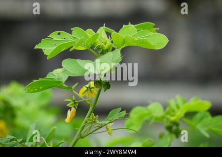 Senna tora (Cassia tora, tora, faucille sénée, faucille, tora, dosette de café, cassia foetid, séné, sicklepod) dans la nature Banque D'Images