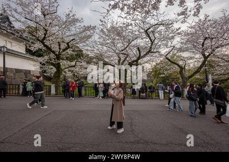 Tokyo, Japon. 04th Apr, 2024. Femme regarde les fleurs de cerisier en fleurs près du Palais Impérial. Les arbres Sakura ont atteint leur apogée à Tokyo, comme prévu par l'Agence météorologique japonaise. Habituellement, les arbres Sakura fleurissent plus tôt, mais en raison du temps froid en mars, la date de floraison était début avril. Crédit : SOPA images Limited/Alamy Live News Banque D'Images