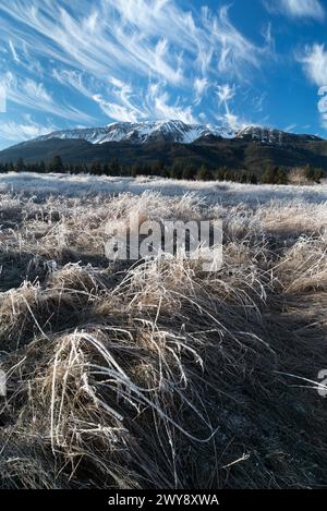 Pré givré, site du patrimoine de l'État d'Iwetemlaykin, Oregon. Banque D'Images