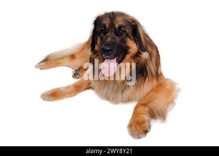 Le chien Leonberger se repose, isolé sur un fond blanc propre Banque D'Images