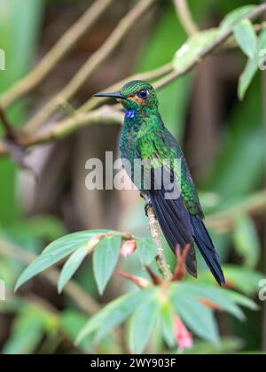 Mâle juvénile brillant couronné vert perché sur la plante, Alajuela, Costa Rica, décembre 2023 Banque D'Images