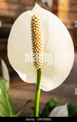 Fleur de lis de paix. Fleur de Lily Peace dans le jardin. Plantes d'intérieur pour purifier l'air. Plante d'intérieur décorative Spathiphyllum wallisii. Communément appelé a Banque D'Images