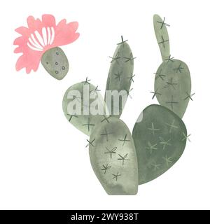 Poire à barbotine. Cactus fleuri avec des fleurs roses. Plantes pour la maison. Floriculture. Flore du désert. Illustration d'aquarelle isolée sur fond blanc Banque D'Images