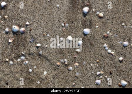 Toutes les textures trouvées près de Beach Pier Like Old Boat, Sand, Moss, Broken Concrete, Painted Metals, pavés, empreintes de pieds Banque D'Images