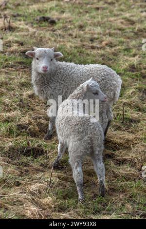 Agneaux Moorschnucken (Ovis aries) sur le pâturage, Mecklenburg-Vorpommern, Allemagne Banque D'Images