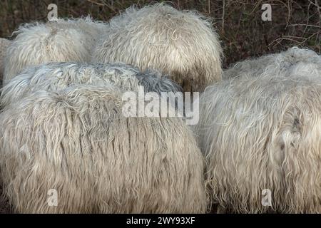 Détail des peaux de moutons de landes à cornes (Ovis aries) sur pâturages, Mecklembourg-Poméranie occidentale, Allemagne Banque D'Images