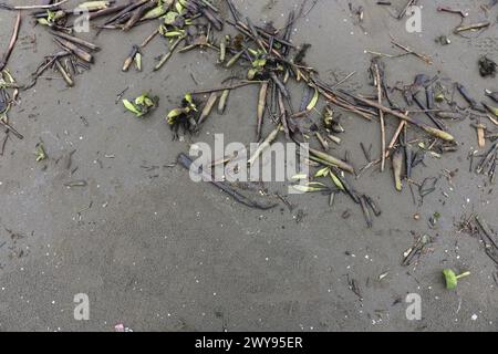 Toutes les textures trouvées près de Beach Pier Like Old Boat, Sand, Moss, Broken Concrete, Painted Metals, pavés, empreintes de pieds Banque D'Images